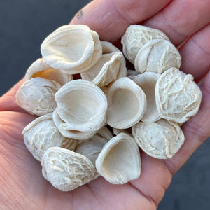 Hands-on Pasta Making Workshop