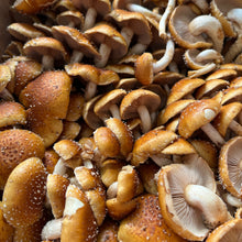 Load image into Gallery viewer, Ravioli w/ Mushroom