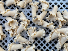 Load image into Gallery viewer, Campanelle w/ Spring Wheat (DRIED)