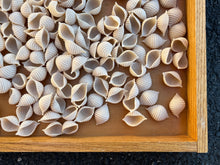 Load image into Gallery viewer, Conchiglie w/ Redeemer