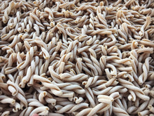 Load image into Gallery viewer, Gemelli w/ Spelt